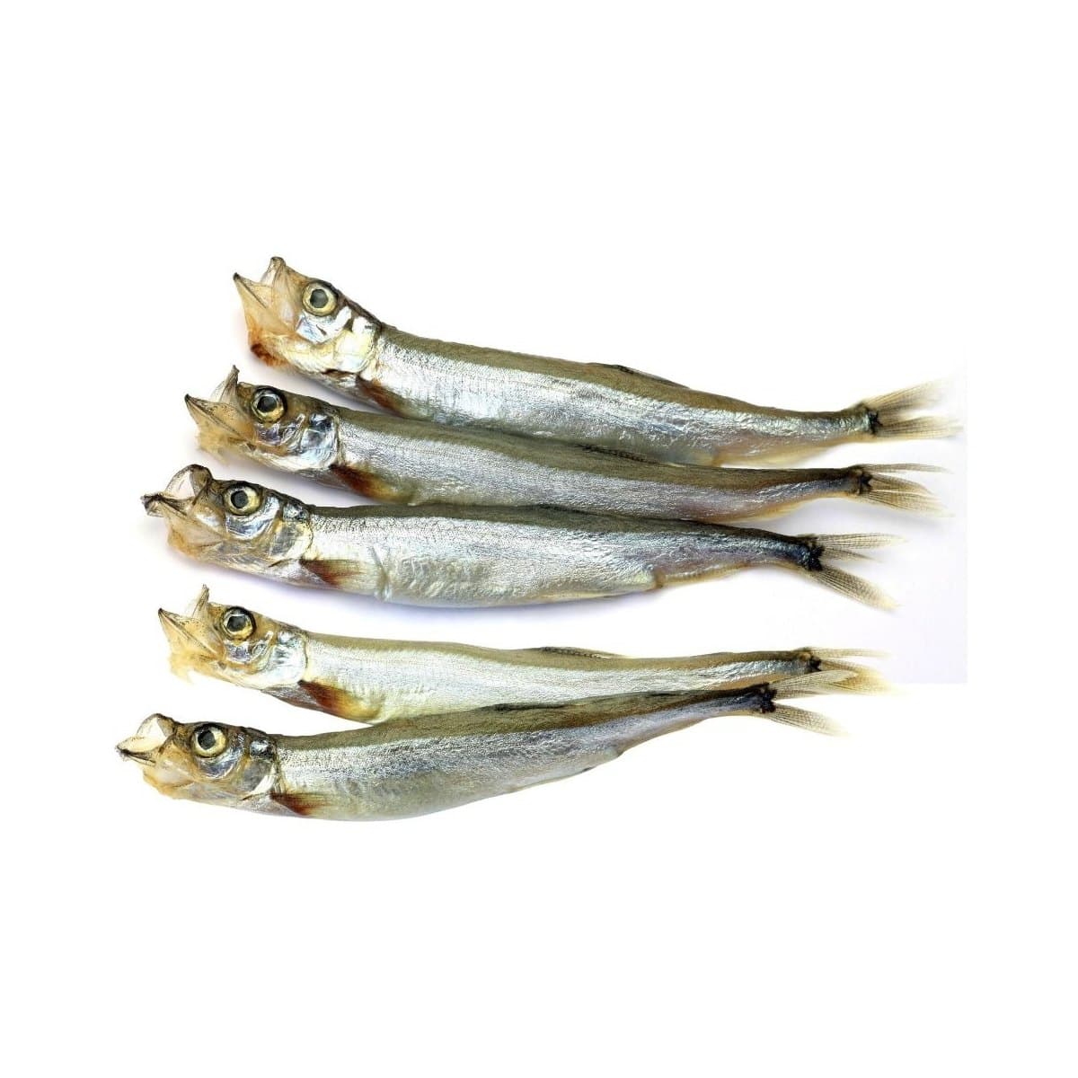 Capelin (Shishamo)