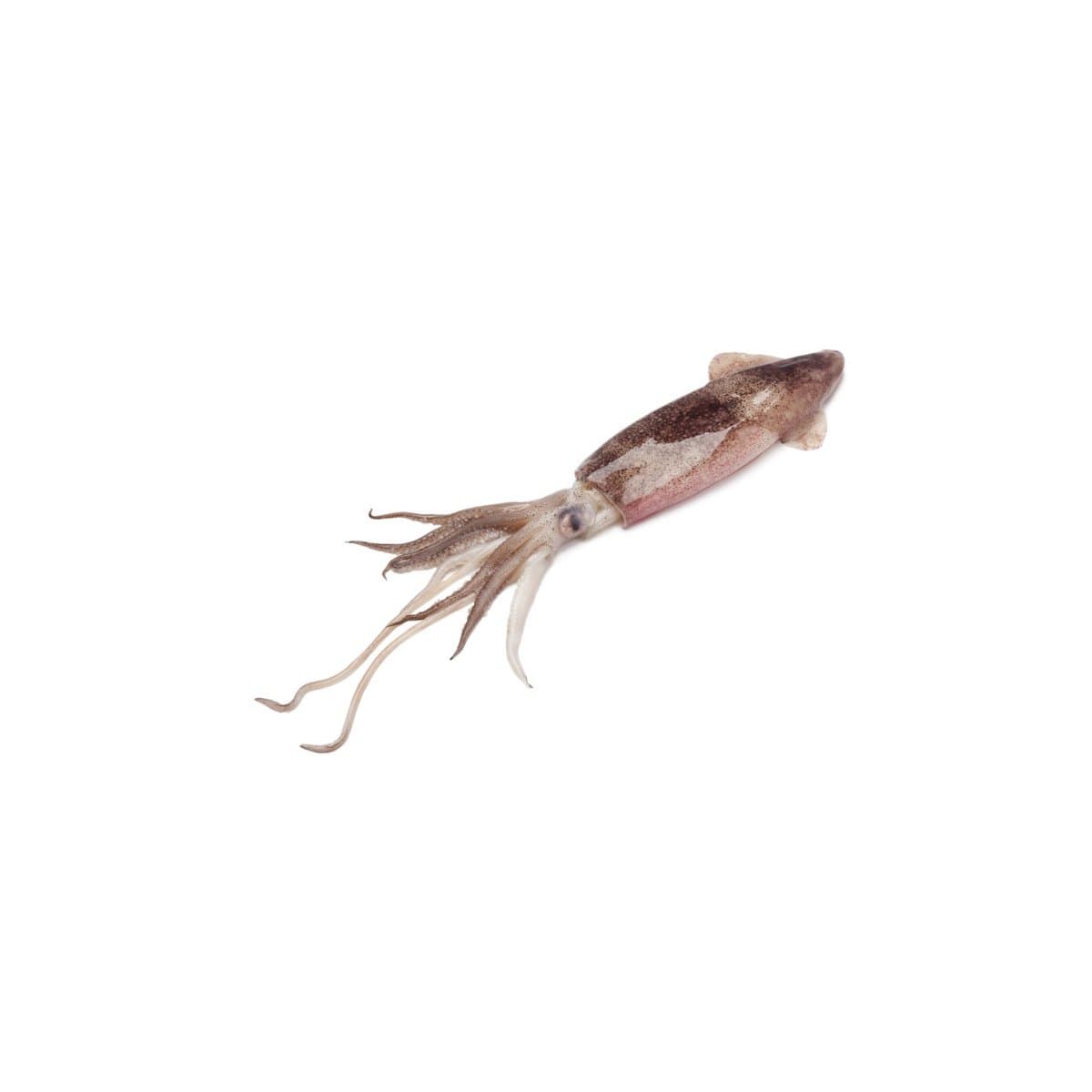 Loligo Squid - Sea-Frozen Caught
