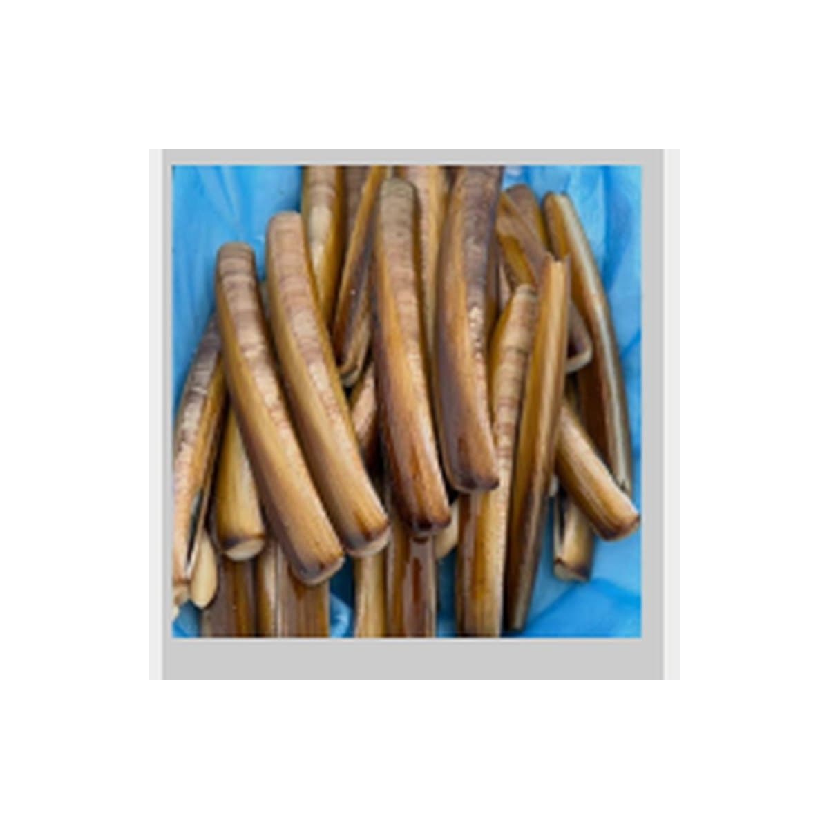 Razor Clam