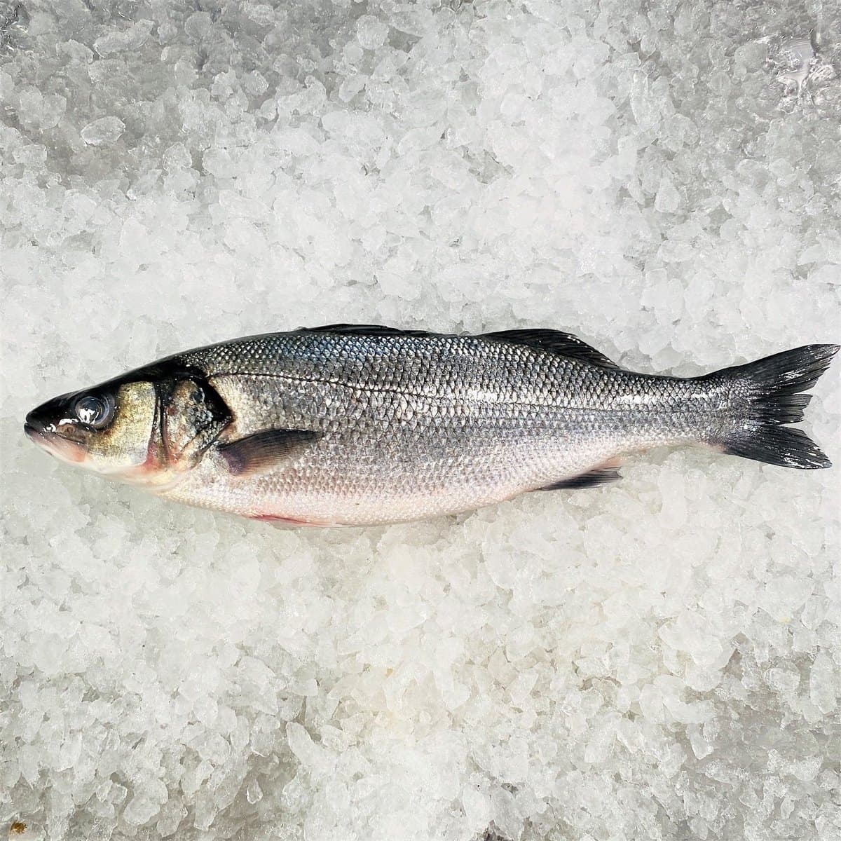 Wine-Marinated Sea Bass