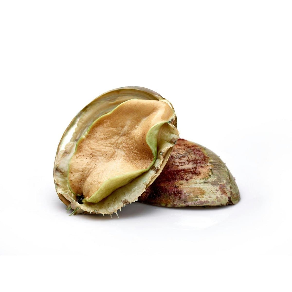 Abalone