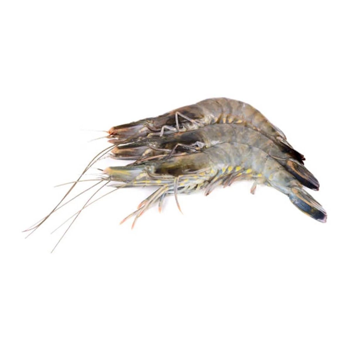 Black Tiger Prawns
