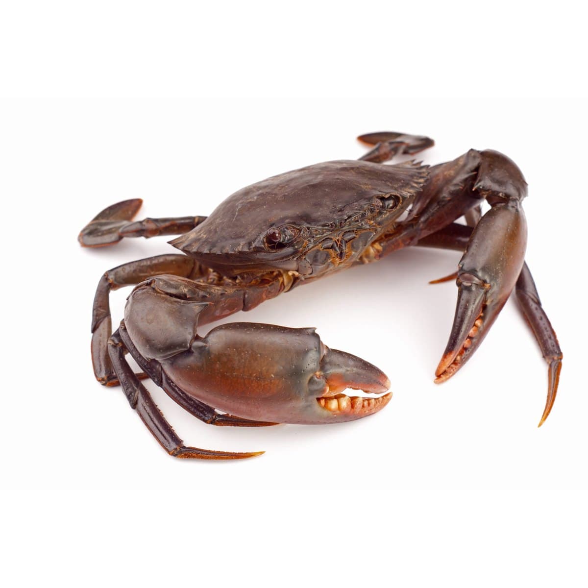 Mud Crab