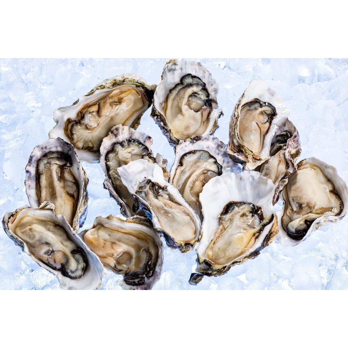 Oysters