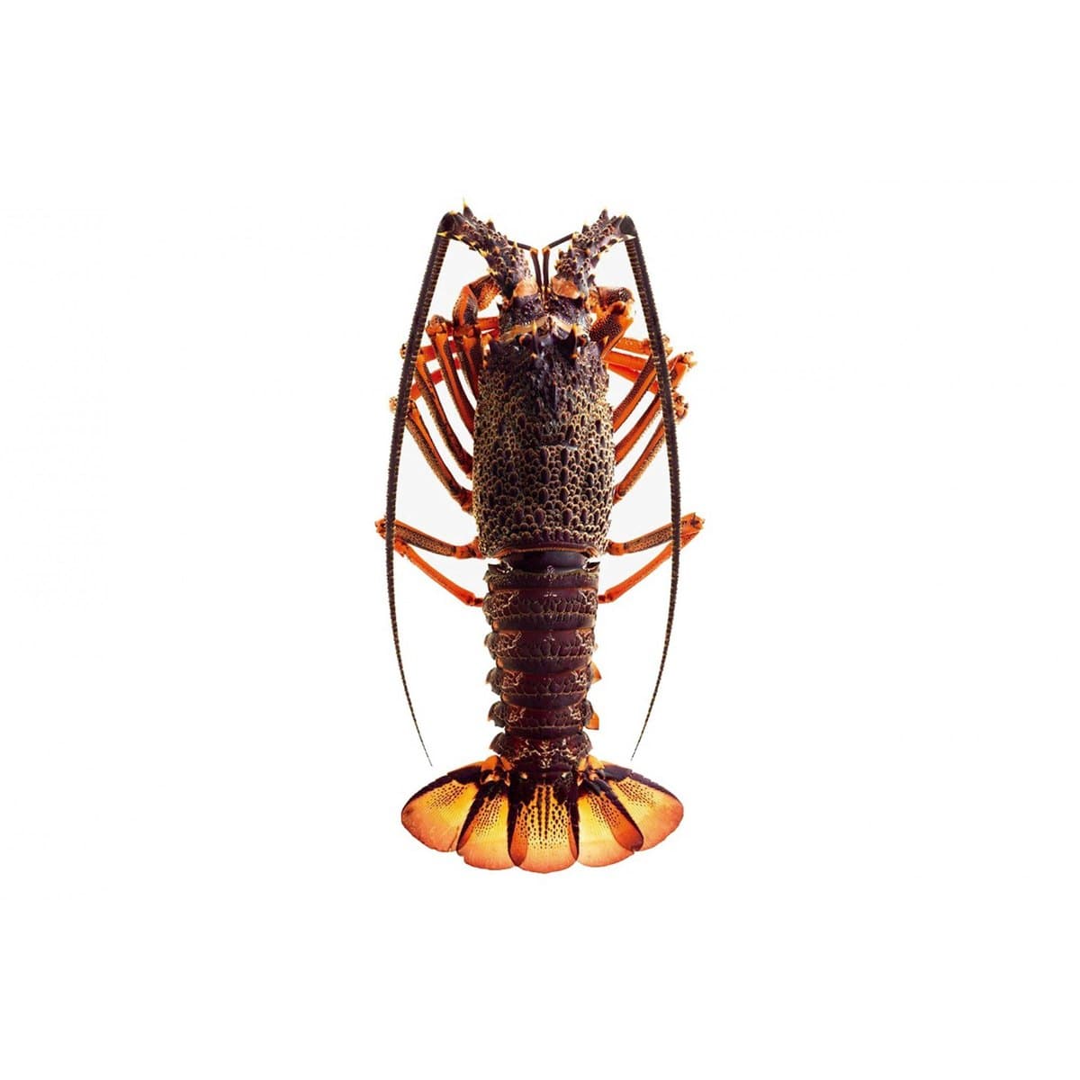 Rock Lobster